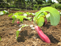 Teva i uta : Papeari a rouvert son CJA Teva i uta : Papeari a rouvert son CJA