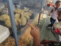 Marché du terroir à Mamao ce samedi Marché du terroir à Mamao ce samedi