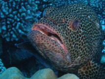 L'ILM coordonne un atelier sur la ciguatéra avec 12 pays du Pacifique L'ILM coordonne un atelier sur la ciguatéra avec 12 pays du Pacifique