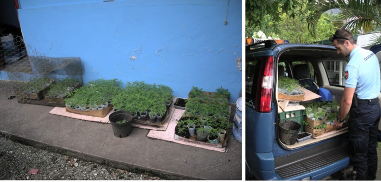 621 pousses de cannabis détruites à Raiatea