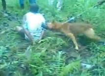 Brigades canines antistupéfiants : Fidji et la Nouvelle-Zélande coopèrent