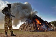 Le Kenya brûle 15 tonnes d'ivoire et promet de détruire son stock dans l'année Le Kenya brûle 15 tonnes d'ivoire et promet de détruire son stock dans l'année