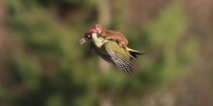 Une belette fait un vol à dos de pic-vert