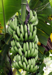 Crédit PASCAL PAVANI / AFP Crédit PASCAL PAVANI / AFP