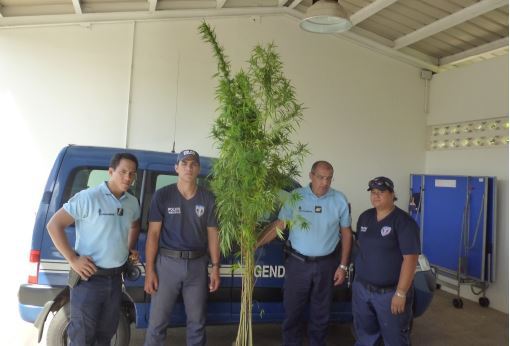 Des plants de paka de plus de 3 mètres saisis à Hiva Oa