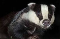 Un blaireau stressé amateur de palace interdit l'entrée d'un hôtel de Stockholm Un blaireau stressé amateur de palace interdit l'entrée d'un hôtel de Stockholm