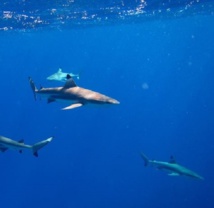 Un bébé mordu par un requin aux Tuamotu Un bébé mordu par un requin aux Tuamotu