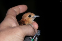 Le bagarreur ou madame Tifo ? (crédit photo : Thomas Ghestemme) Le bagarreur ou madame Tifo ? (crédit photo : Thomas Ghestemme)