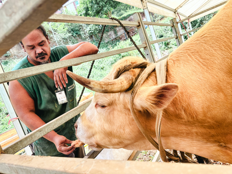 Comme chaque année à la foire agricole, on trouve de beaux spécimens du côté des animaux. Comme chaque année à la foire agricole, on trouve de beaux spécimens du côté des animaux.