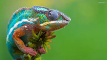 Le caméléon réorganise ses nano-cristaux pour changer de couleur Le caméléon réorganise ses nano-cristaux pour changer de couleur