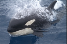 Terres australes et antarctiques françaises : des territoires isolés à la biodiversité menacée Terres australes et antarctiques françaises : des territoires isolés à la biodiversité menacée