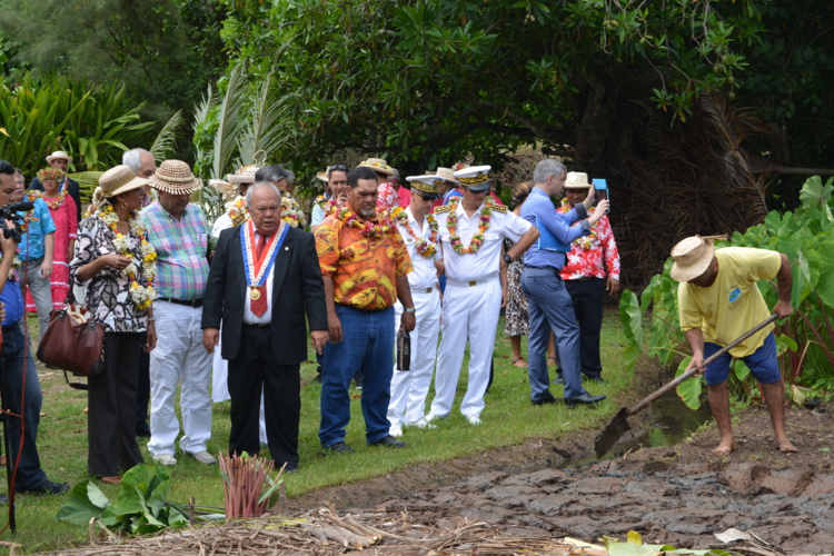 Visite d'une tarodière Visite d'une tarodière