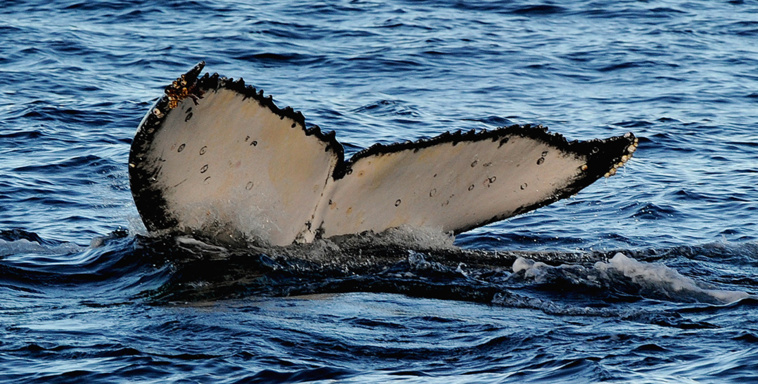 Crédit GREG WOOD / AFP Crédit GREG WOOD / AFP
