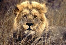 Le lion fait son retour au Gabon Le lion fait son retour au Gabon