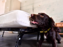 Crédit GEORGES GOBET / AFP Crédit GEORGES GOBET / AFP