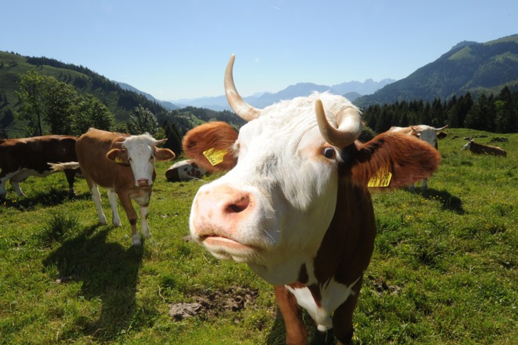 Nouveau radar : avion ennemi ? non vache suisse Nouveau radar : avion ennemi ? non vache suisse