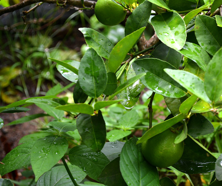 Un jeune citronnier (photo d'illustration) Un jeune citronnier (photo d'illustration)