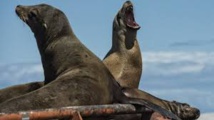 Opération de sauvetage en Californie pour près de 2.000 lions de mer affamés