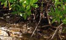 Biodiversité: feu vert de l'Assemblée à une action accrue de l'Etat pour les mangroves et récifs coralliens Biodiversité: feu vert de l'Assemblée à une action accrue de l'Etat pour les mangroves et récifs coralliens