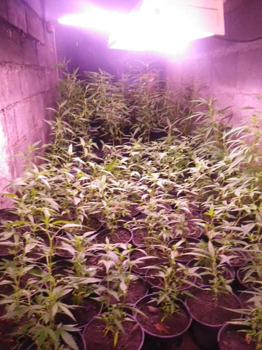 Un gros planteur de Papara incarcéré à Nuutania