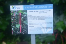 Randonnée: Suivez la voie de l'eau à la Fautaua Randonnée: Suivez la voie de l'eau à la Fautaua