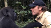 Au Gabon, quand les gorilles cohabitent avec l'Homme