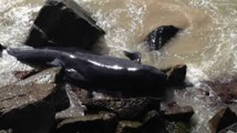 Australie: 12 baleines pilote meurent en s'échouant