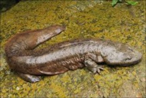 Découverte d'une espèce inconnue de salamandre géante qui vivait il y a plus de 200 millions d'années Découverte d'une espèce inconnue de salamandre géante qui vivait il y a plus de 200 millions d'années