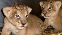 Deux bébés lions abandonnés devant un parc animalier en Seine-et-Marne