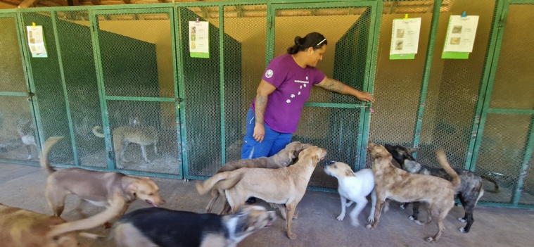 Les morsures de chiens errants se multiplient à Bora Bora Les morsures de chiens errants se multiplient à Bora Bora