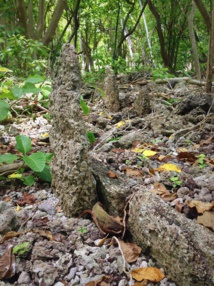 Pierres dressées sur un marae de Reiono, dédiées aux dieux et aux ancêtres. Pierres dressées sur un marae de Reiono, dédiées aux dieux et aux ancêtres.