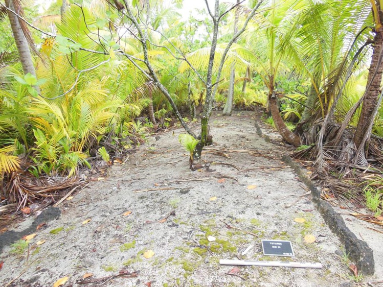 Vestiges d'une plate-forme de danse sur Rimatu'u. Vestiges d'une plate-forme de danse sur Rimatu'u.