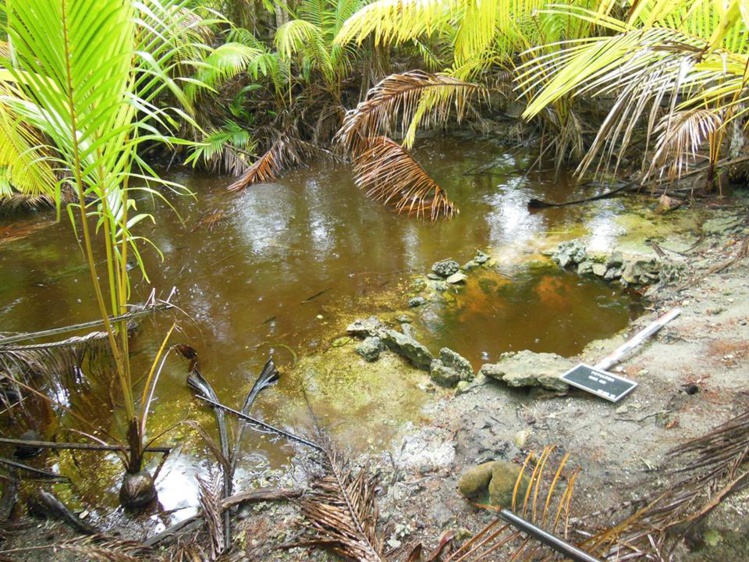 Une source d'eau douce aménagée sur Rimatu'u. Une source d'eau douce aménagée sur Rimatu'u.