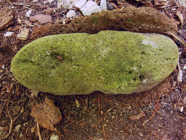 Une ancre de basalte découverte dans la cour d'un marae.