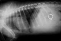 Yvelines: les cambrioleuses avaient avalé leur butin Yvelines: les cambrioleuses avaient avalé leur butin