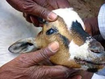 Campagne mondiale pour l'éradication de la peste des petits ruminants