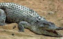 Sifis, l'insaisissable crocodile crétois, est mort de froid
