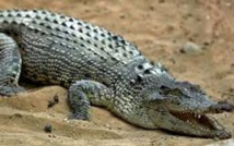 Sifis, l'insaisissable crocodile crétois, est mort de froid Sifis, l'insaisissable crocodile crétois, est mort de froid