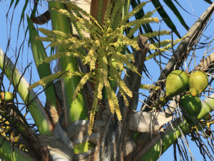 La fleur de coco permet de lutter contre l'impuissance sexuelle La fleur de coco permet de lutter contre l'impuissance sexuelle