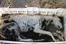 Plus de 55 lévriers retrouvés morts en Australie sur fond de scandale Plus de 55 lévriers retrouvés morts en Australie sur fond de scandale