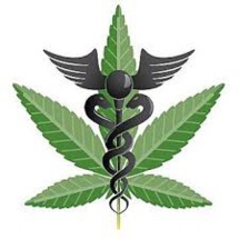 Chili : première récolte de cannabis autorisé à des fins thérapeutiques