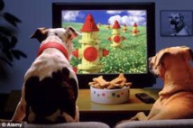 DogTV, chaîne pour toutous désoeuvrés, arrive en France
