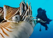 Palau, destination toujours prisée des plongeurs japonais