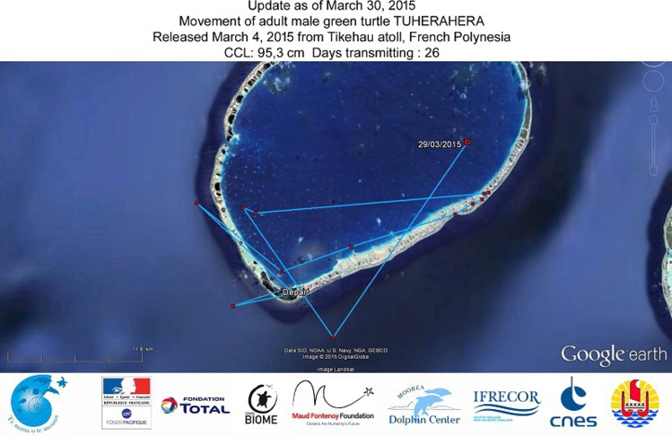 Six tortues polynésiennes sont les stars de centaines d'écoliers dans le monde Six tortues polynésiennes sont les stars de centaines d'écoliers dans le monde
