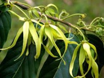 La fleur d'ylang ylang, or des Comores et reine des parfumeurs La fleur d'ylang ylang, or des Comores et reine des parfumeurs