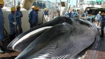 Baleine: le plan de chasse "scientifique" du Japon contesté par la Commission baleinière