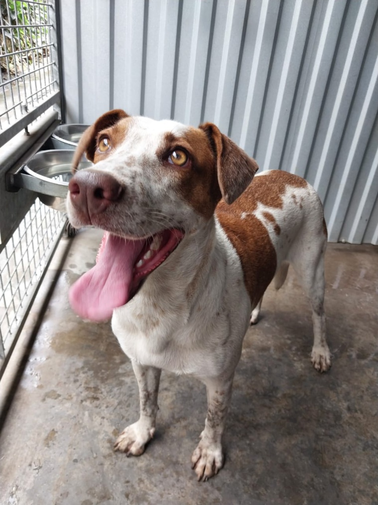 Contrairement aux idées reçues, les chiens disponibles à l'adoption au SIGFA sont très beaux ! Contrairement aux idées reçues, les chiens disponibles à l'adoption au SIGFA sont très beaux !