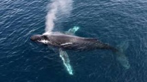 Une baleine grise bat le record de migration