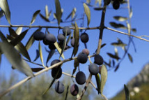 Face à la fastidiosa "tueuse" d'oliviers, la France fait cavalier seul en Europe