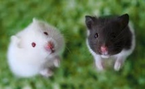 L'Australie recense ses souris, avant le semis des céréales L'Australie recense ses souris, avant le semis des céréales